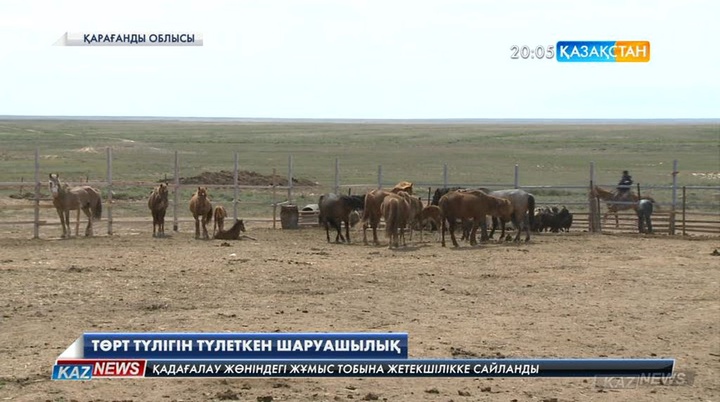 Қарағанды облысында ашылған «Айыртау-Агро» шаруашылығы төрт түлікті түлетіп отыр