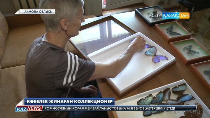 Еліміздегі ең үлкен көбелек коллекциясы Атбасар қаласының тұрғыны Ортвин Шлоссердің үйінде сақтаулы