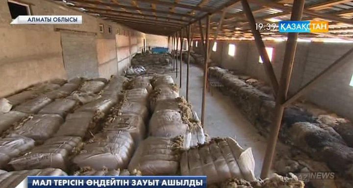 Алматы облысында мал терісін өңдейтін зауыт ашылды