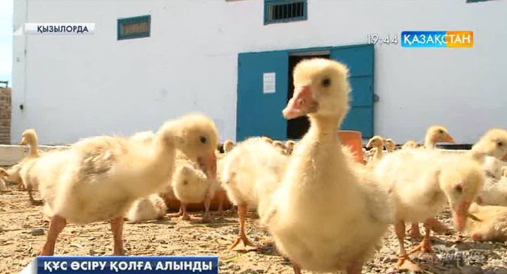 Сыр өңірінде құс шаруашылығы қолға алына бастады