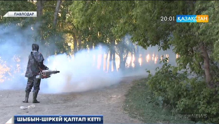 Павлодар өңірінде шыбын-шіркей қаптап кетті