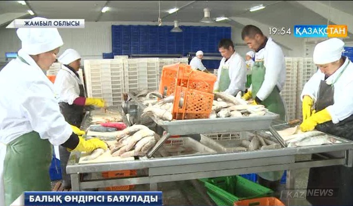«Мыңарал» балық зауыты екі жылдан бері толық өндірістік қуатта жұмыс істей алмай келеді