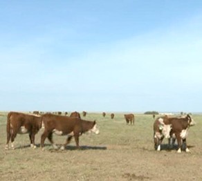 Павлодарда 100 сиырдан бруцеллез анықталды (толығырақ) 