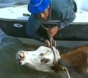 Аргентинаның солтүстігінде жауын соңы тасқынға ұласты