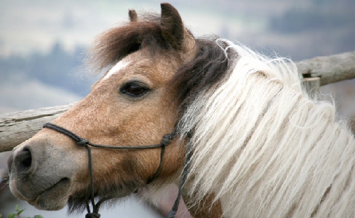 Қазақ үшін жылқы – тектіліктің нышаны