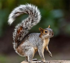 Тиін британиялық тұрғынды 11,5 мың доллар шығынға батырды