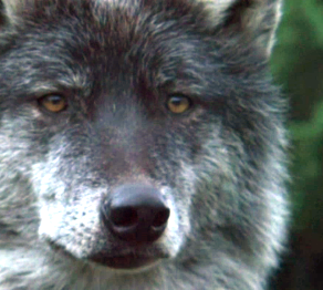 Ұлттық арнада - «Көкжалдар мекені»