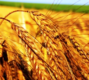 Ғылыми жаңалық: бір сабақта – 90 дән