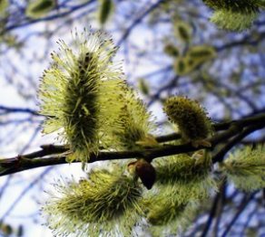 Қазақстанда 10 наурызда күн жылынады