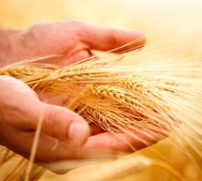 «Аграрлық несие корпорациясы» көктемгі егін жұмыстарын қаржыландыруға өтініштер қабылдайды