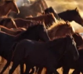 Қазақы жылқының қасиеті туралы не білесіз?