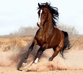 Жыл иесі – жылқы