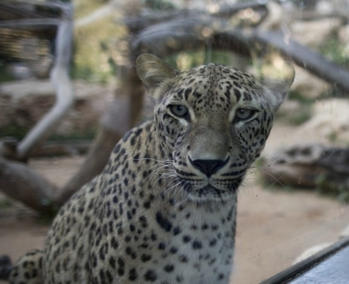 Шымкент зообағына 10 жылдан бері алғаш рет сілеусіндер әкелінді