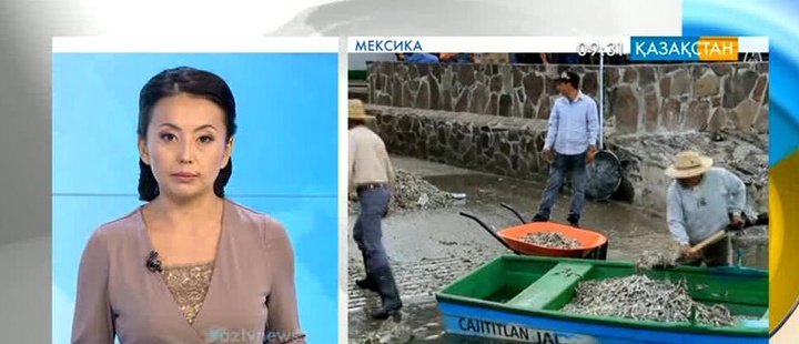 В Мексике расследуют массовую гибель рыбы