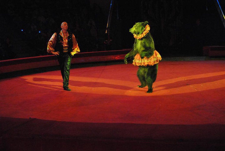 Елордада цирктің жаңа маусымы ашылды