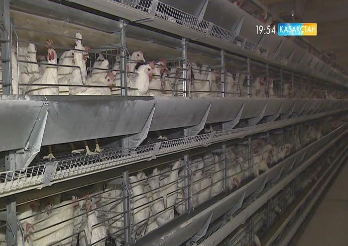 ЕАЭО елдері арасында ауыл шаруашылығы өндірісі дамып келеді