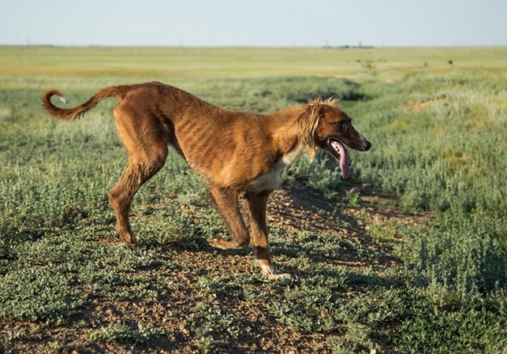 «Балқарағай» демалыс кешенінде құмай тазылардың байқауы өтуде