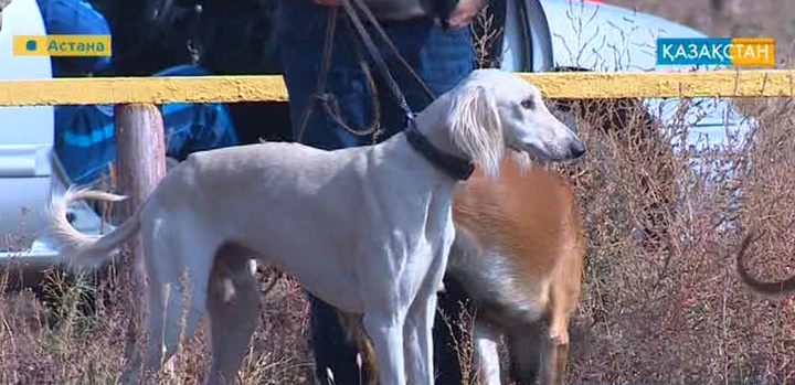 Бүгінде таза қанды тазының саны 300-ге жетпейді