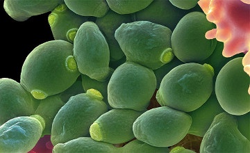 Тұңғыш микробтар музейі ашылды