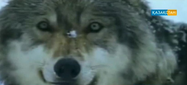 Жануарлар мен аңдардың біз білмейтін ерекшеліктері бар