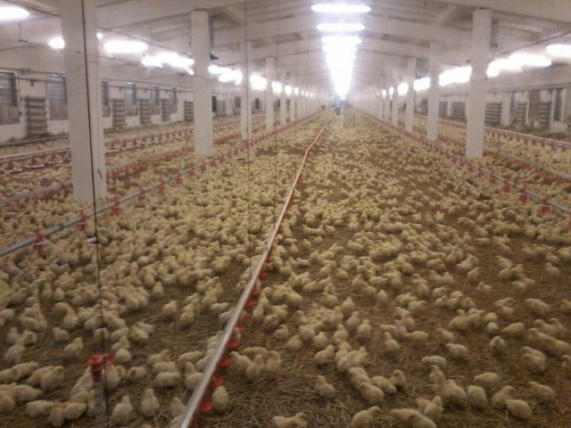 Павлодар облысының Қызылжар ауылында құс фабрикасы ашылды