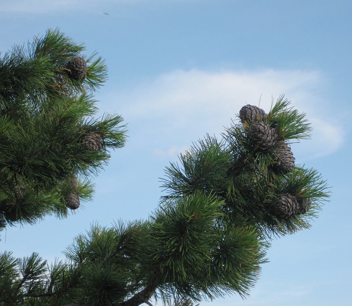 Бұйра шашты сәби үлкен төсекте өзін тәжірибелі лесбиянкаға береді