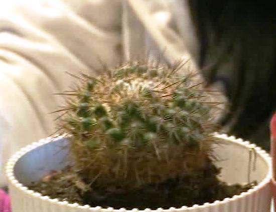 Кактус өсімдігінің пайдасы мен зияны (ВИДЕО)