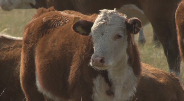 Бұзауды бөлек бағудың тиімділігі неде?