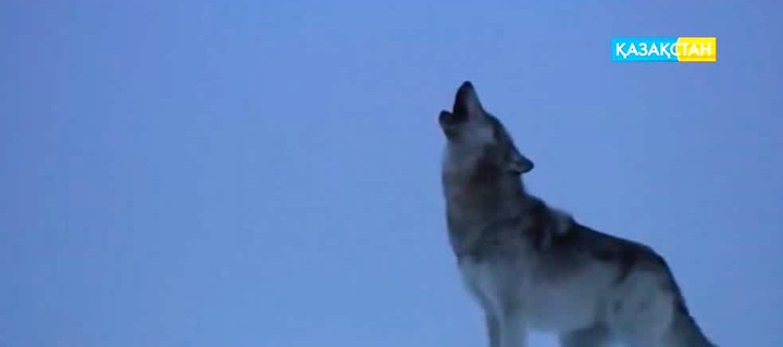 Қасқырлардың біз білмейтін қандай қырлары бар?