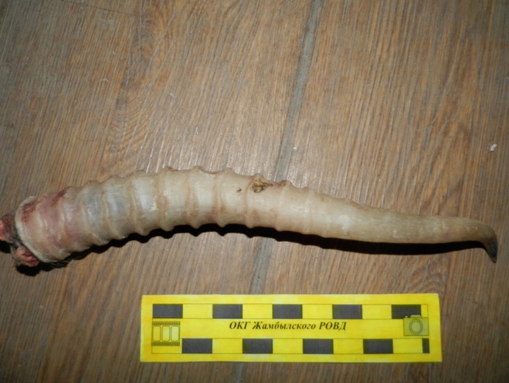 В Алматинской области задержан крупный контрабандный груз