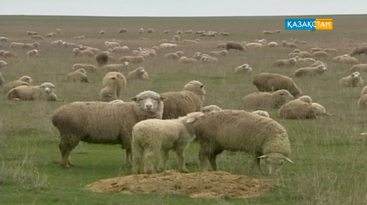 Қой жылын қазақ немен байланыстырады?