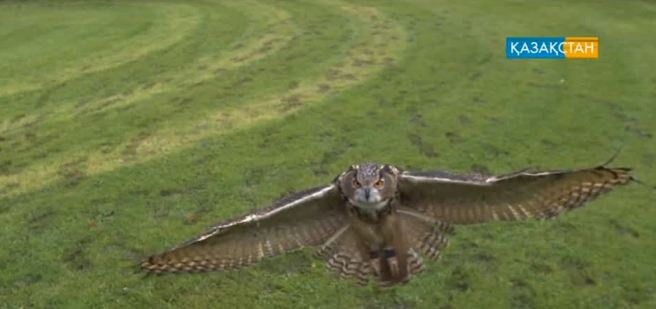 Үкі – ақылды құс