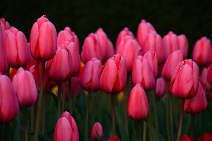 Веб-камера қыз және жігіттер