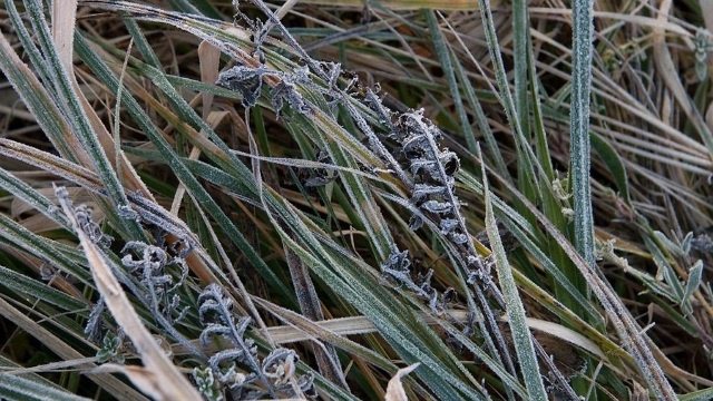 В четырех областях Казахстана ожидаются заморозки