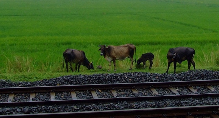 С начала текущего года зарегистрировано более 430 фактов экстренного торможения поездов
