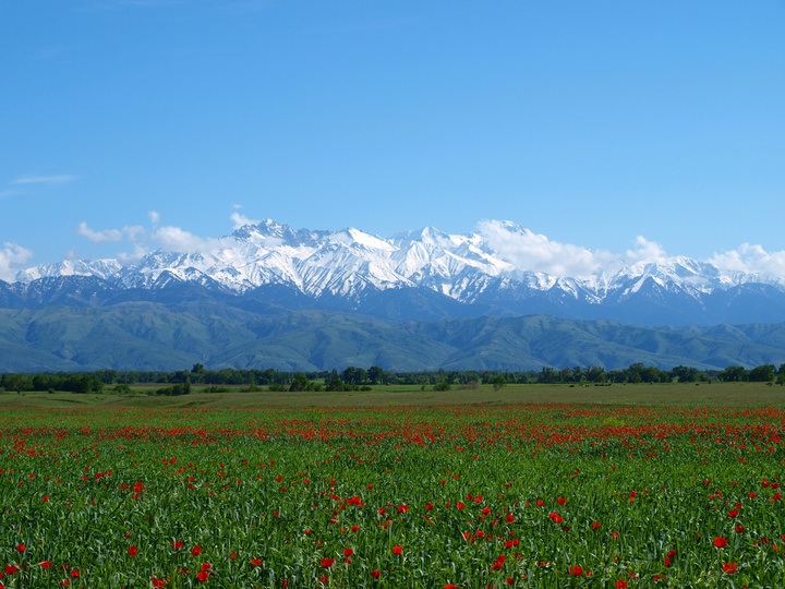 «Алтын діңгек - өзім туған босағам...». Отан, туған жер туралы өлеңдер
