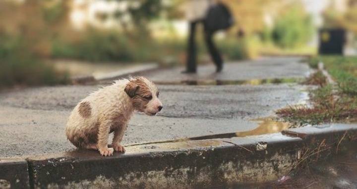 15 тамыз – Бүкіләлемдік үйсіз жануарлар күні