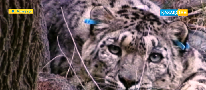 Әлемде қар барысының жалпы саны төрт мыңға да жетпейді