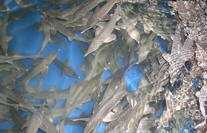  Шардарада балық өсіру ісі қайта қолға алынатын болды