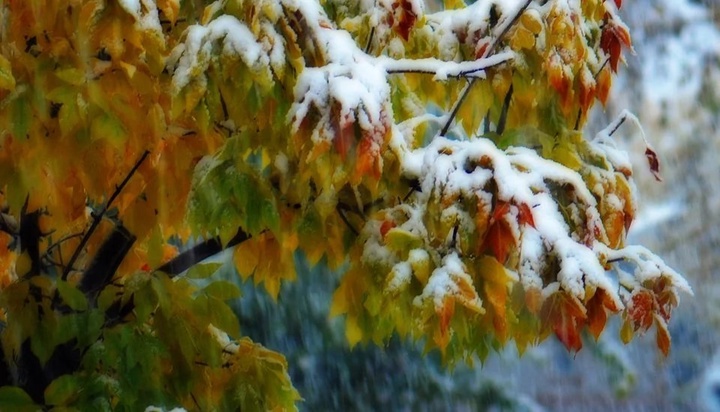 Ауа райы: Шығыс Қазақстан облысында қар жауды 