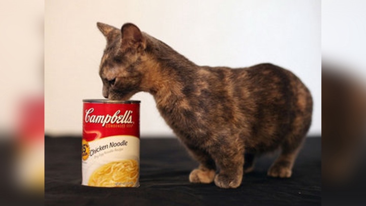 Әлемдегі ең кіші мысықтың аты – Пиксель!