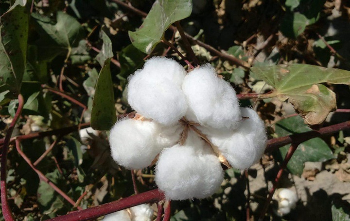 Оңтүстік Қазақстандық шаруалар «ақ алтынның» 32 пайызын жинап үлгерді  