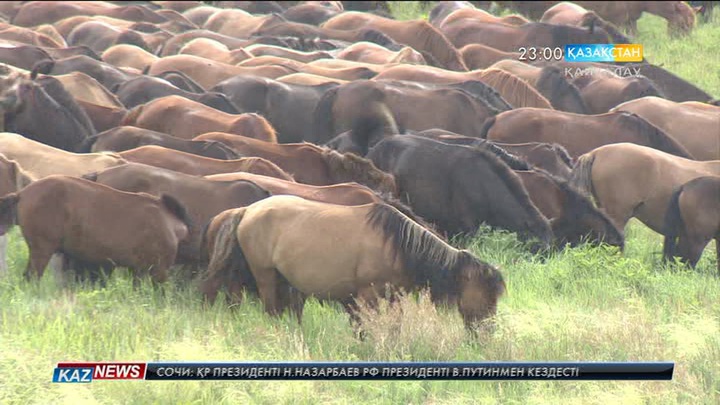 Елімізде субсидиялау көлемін арттыру жоспарлануда