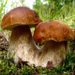 Саңырауқұлақтар адамның иммунды жүйесіне игі әсер етеді