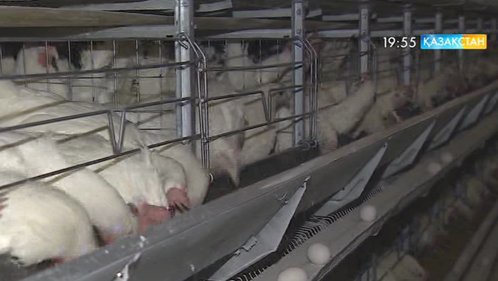 2020 жылы құс етіне сұраныс 20 пайызға артады