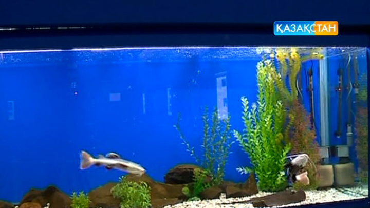 Алматыда балықтар көрмесі өтуде