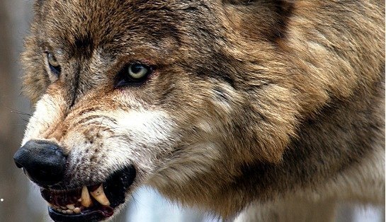 Қасқырлар туралы қызықты деректер