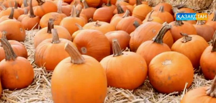 Асқабақ артық салмақтан арылуға көмектеседі (ВИДЕО)