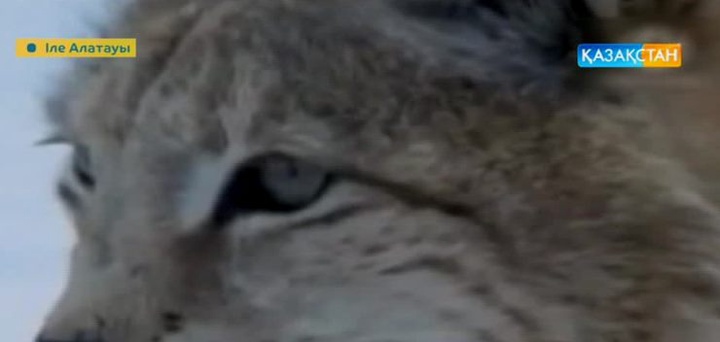 Сілеусіннің түрлері және ерекше қасиеттері  (ВИДЕО)