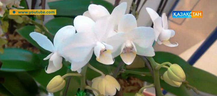 Орхидея гүлінің пайдасы мен күтімі (ВИДЕО)